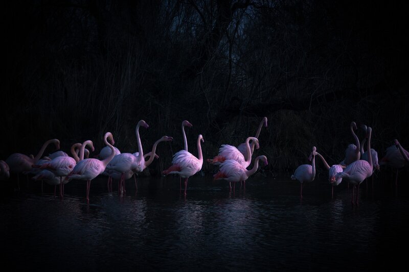 Flamingos in Water — Pink, Dramatic, Night
