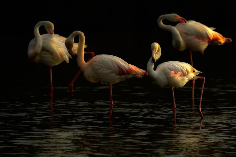 Flamingos in Water — Pink, Dramatic