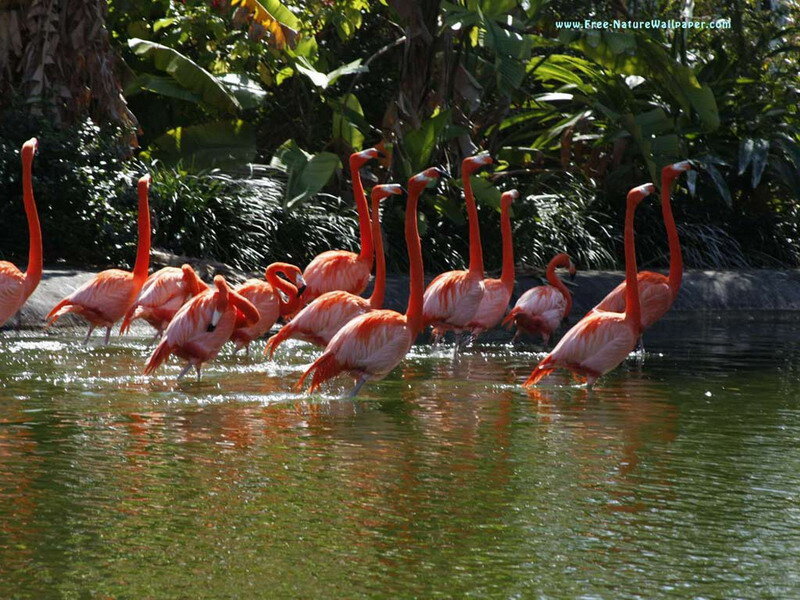 Flamingos in Water — Pink, Natural
