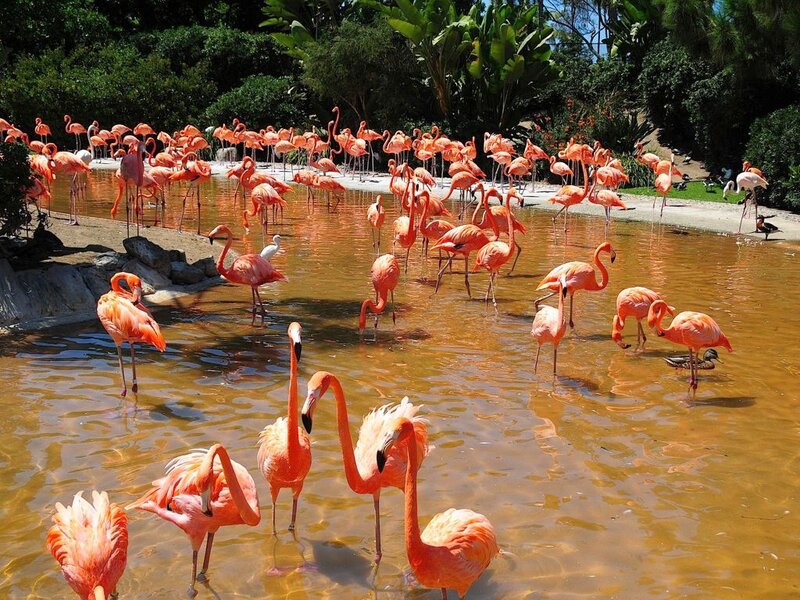Flamingos in Water — Pink, Serene, Afternoon, Photograph, Birds