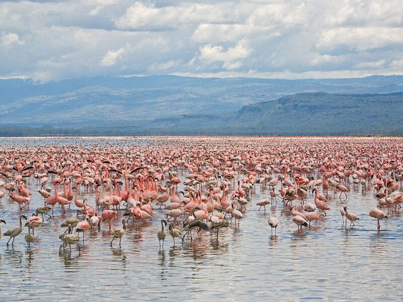 Flamingos in Water — Pink, Serene, Afternoon, Photograph, Mountains