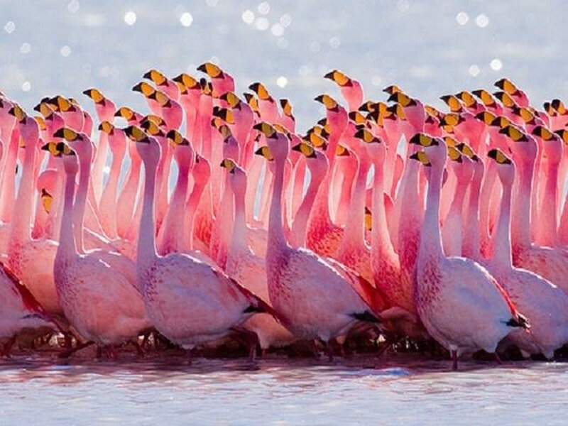 Flamingos in Water — Pink, Serene, Afternoon, Photograph, Sky