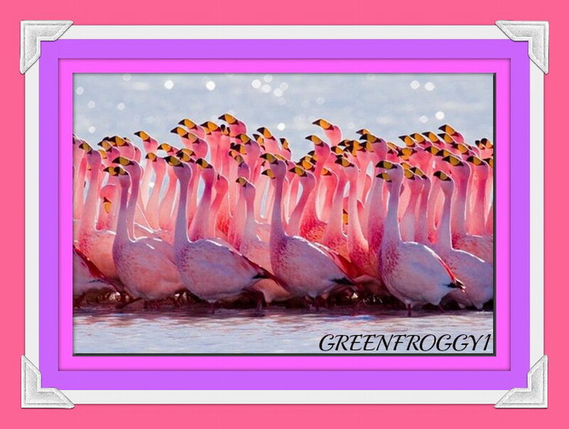 Flamingos in Water — Pink, Serene, Afternoon, Photograph