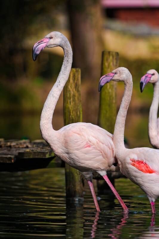 Flamingos in Water — Pink, Serene, Afternoon, Photograph, Wooden Post