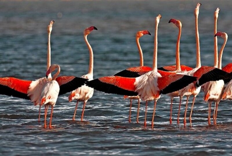 Flamingos in Water — Pink, Serene, Afternoon