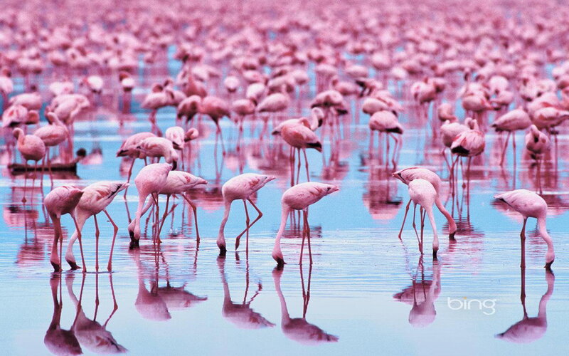 Flamingos in Water — Pink, Serene, Photograph, Reflection, Sky
