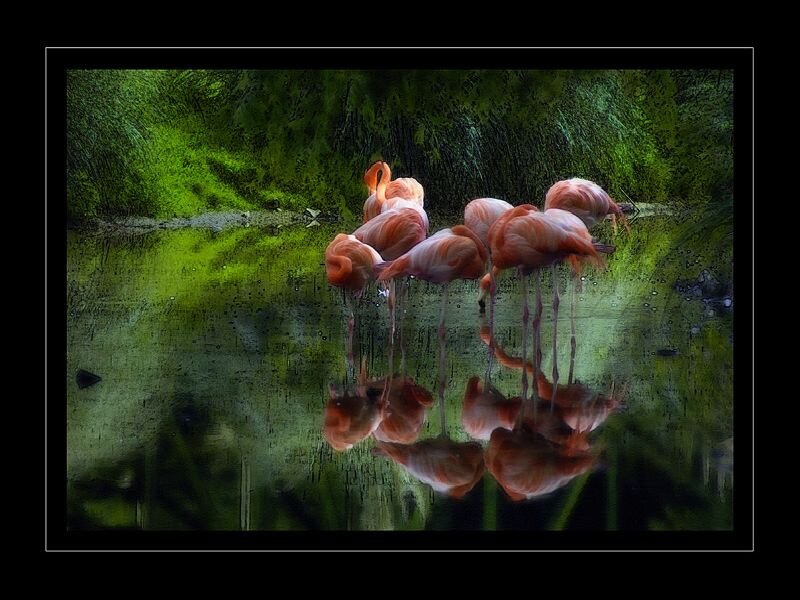 Flamingos in Water — Pink, Serene, Photograph, Reflection
