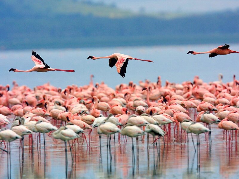 Flamingos in Water — Pink, Serene, Photograph