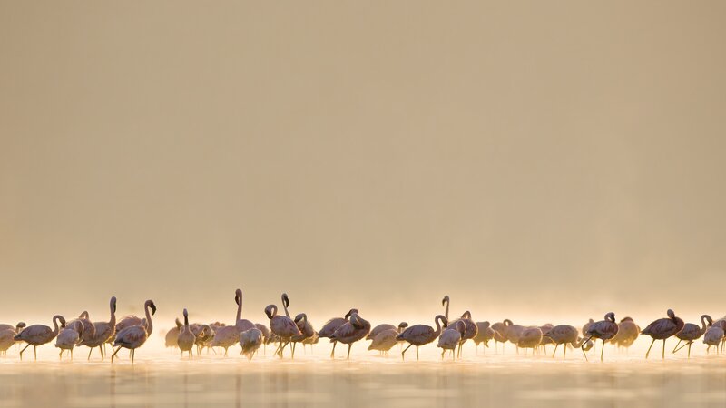 Flamingos in Water — Pink, Serene, Sunrise