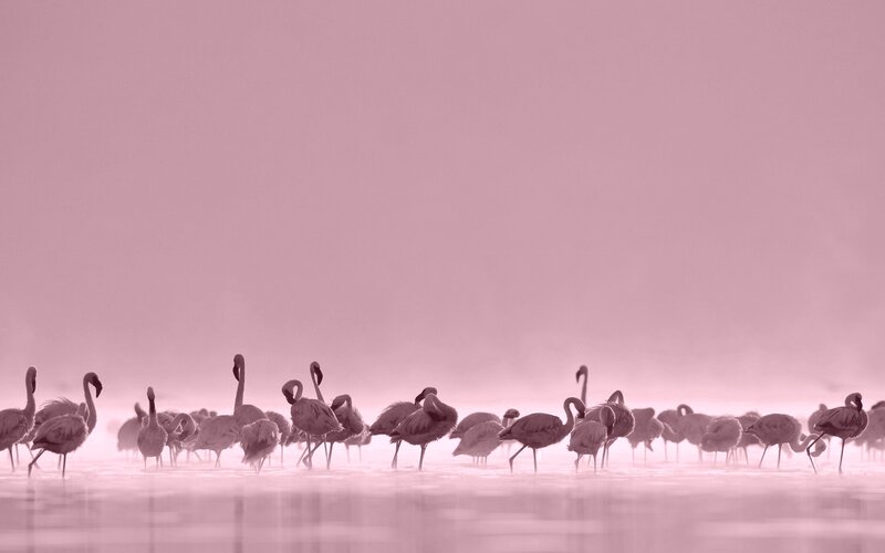 Flamingos in Water — Pink, Serene, Sunset, Photograph