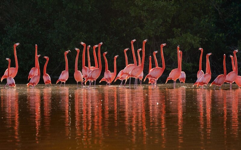 Flamingos in Water — Pink, Serene, Sunset