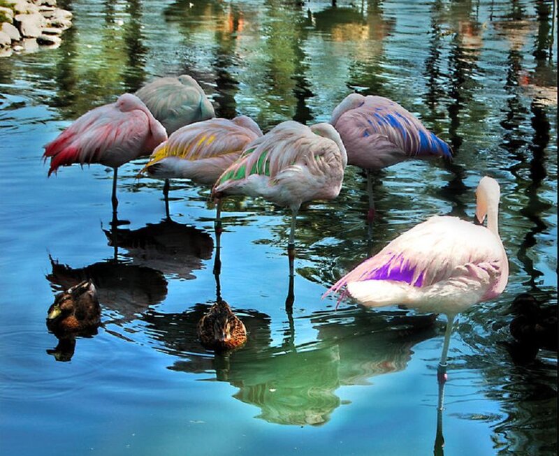 Flamingos in Water — Pink, Serene