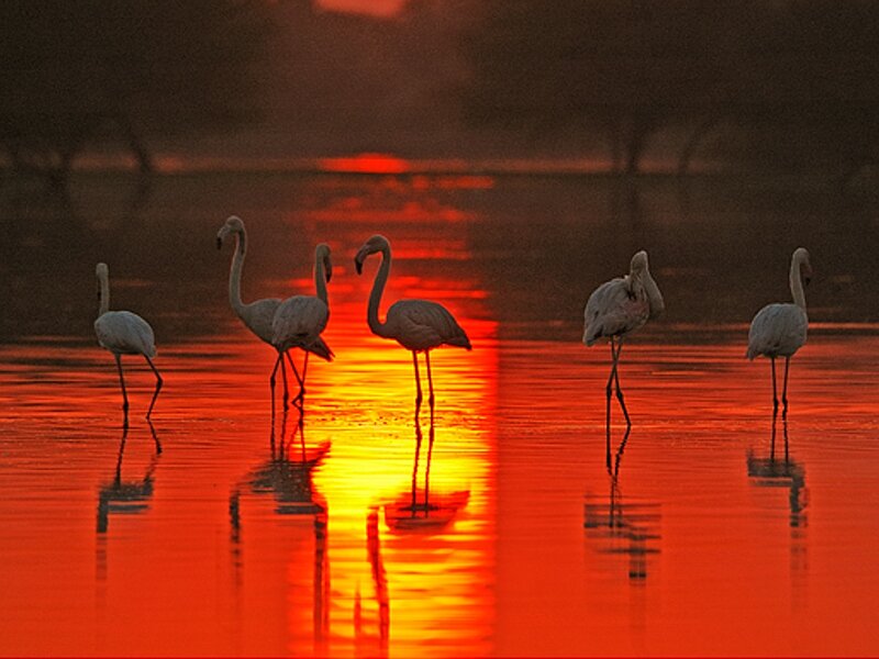 Flamingos in Water — Red, Dramatic