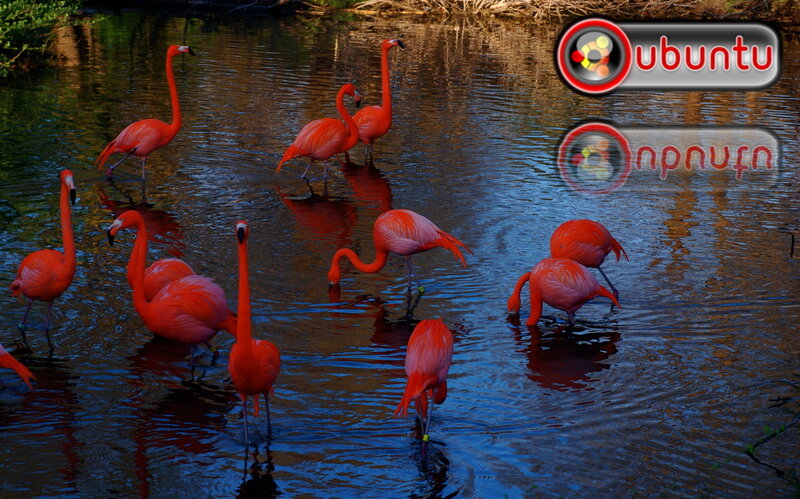 Flamingos in Water — Red