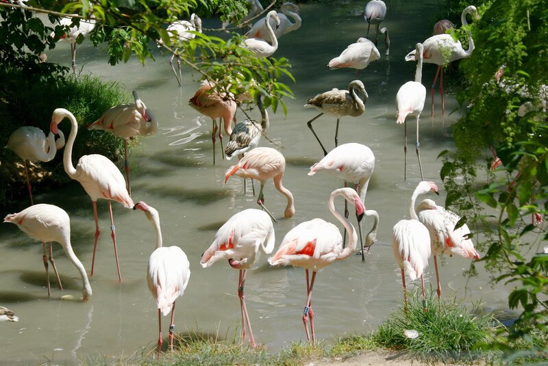 Flamingos in Water — White, Serene