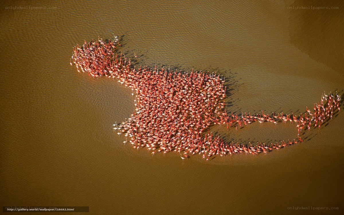 flamingos in water