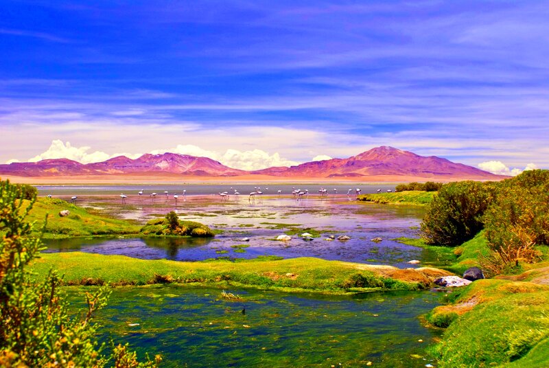 Flamingos in Wetland — Blue