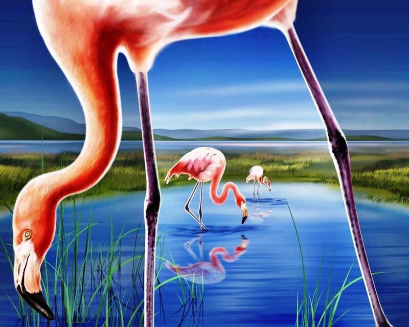 Flamingos in Wetland — Pink
