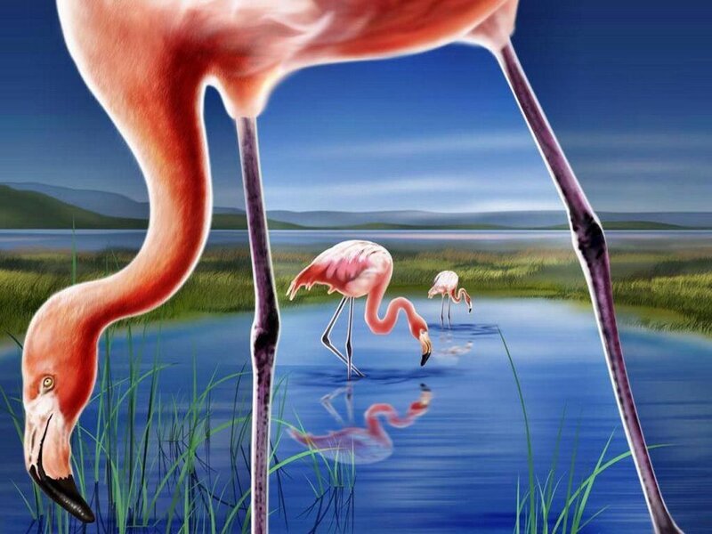 Flamingos in Wetland