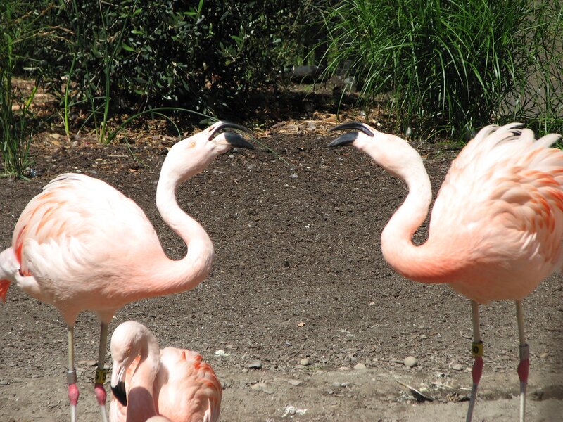 Flamingos interacting in enclosure