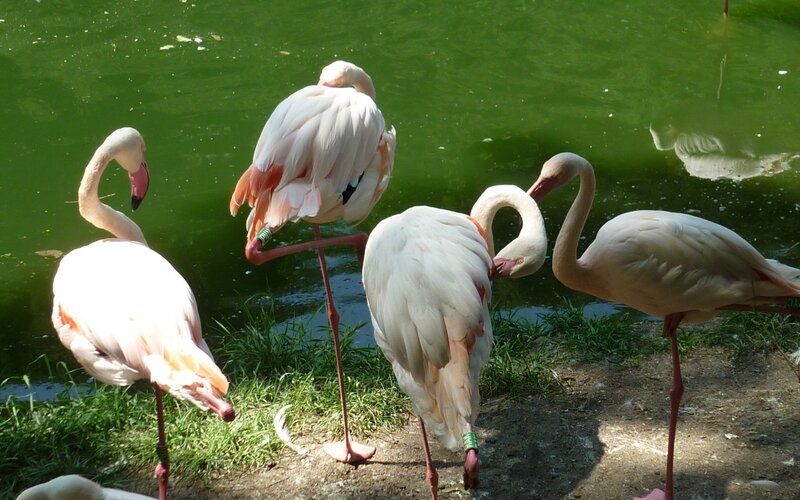 Flamingos Near Pond