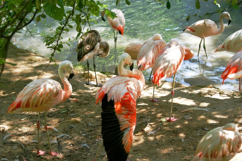 Flamingos Near Water — Pink