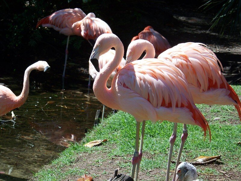 Flamingos Near Water