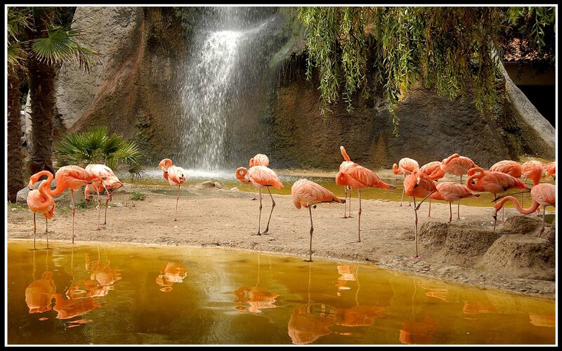 Flamingos near waterfall