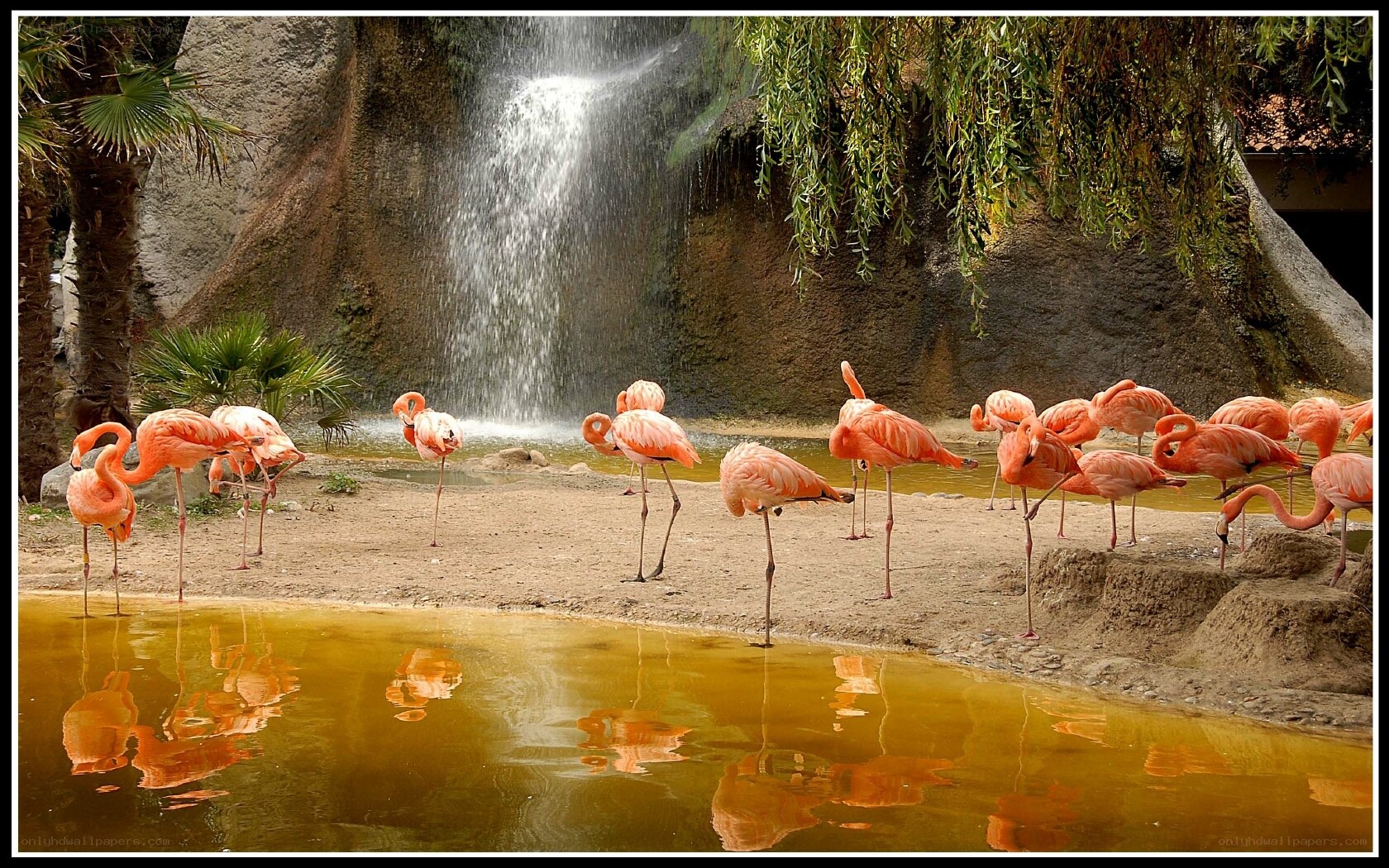 Flamingos near waterfall