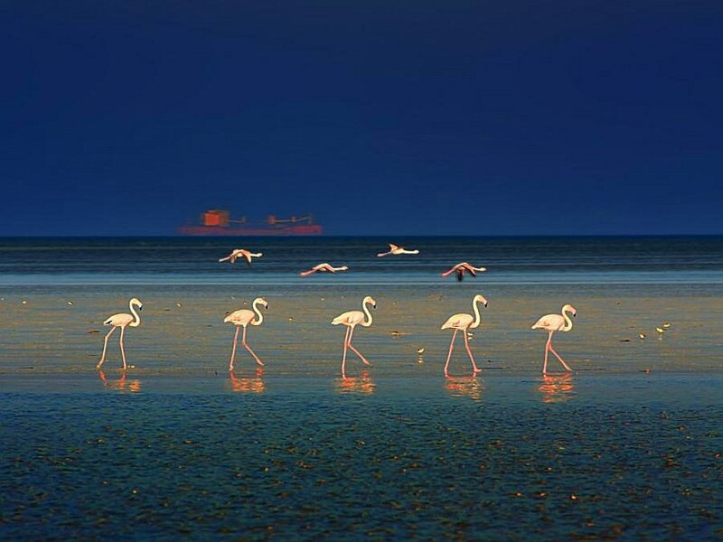 Flamingos on a beach at dusk