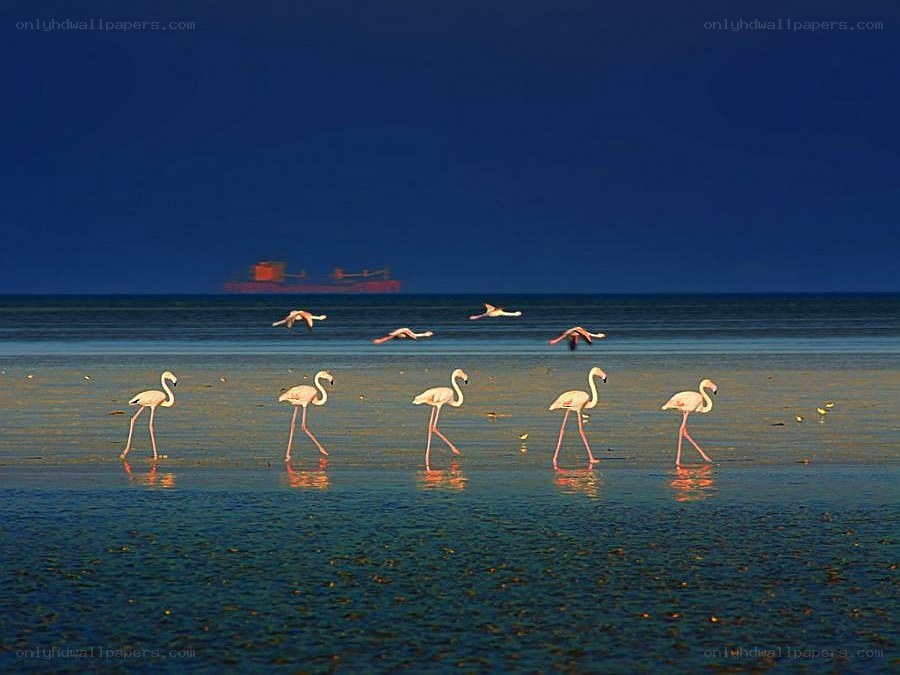 Flamingos on a beach at dusk