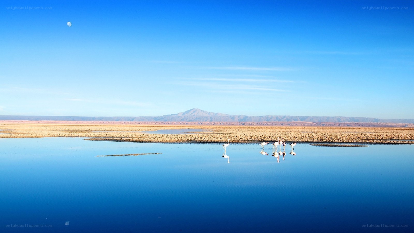 Flamingos on a calm lake