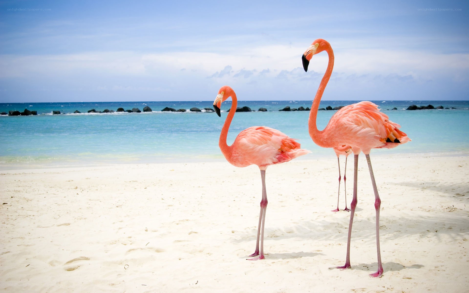 Flamingos on a tropical beach