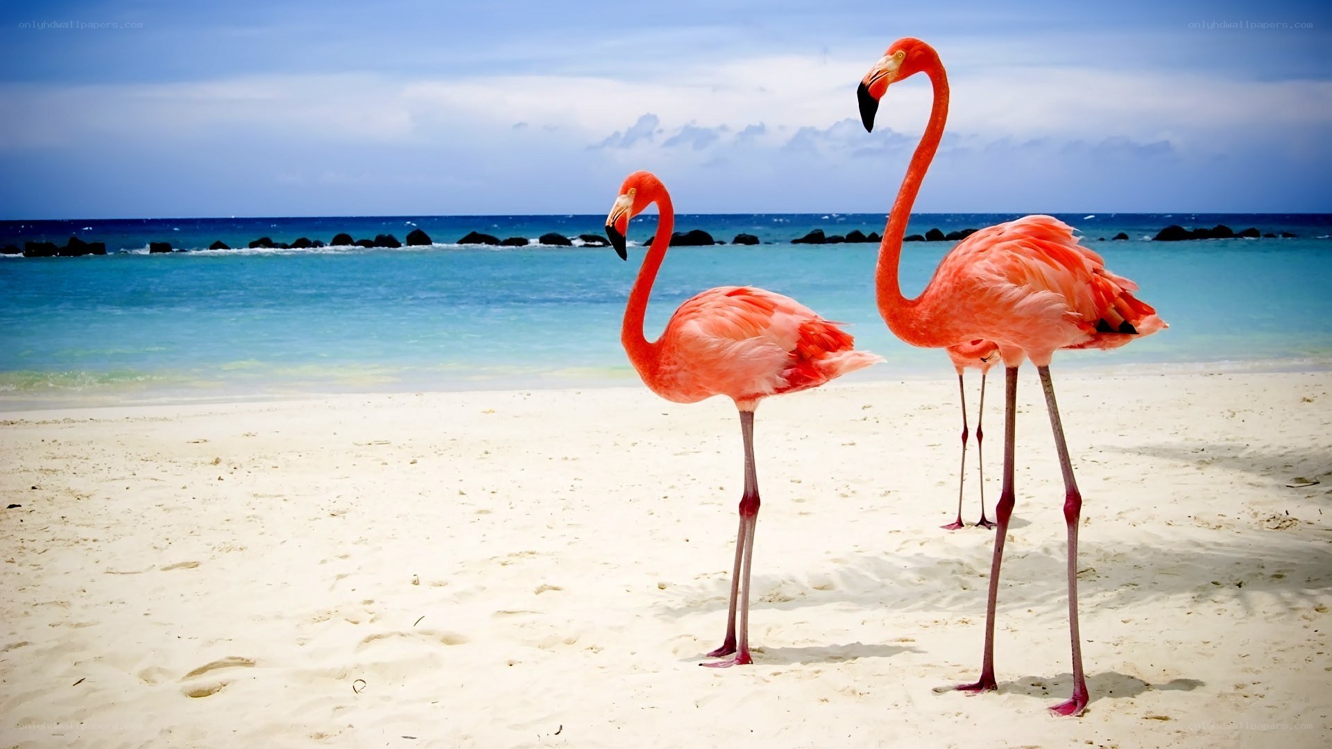 flamingos on a tropical beach