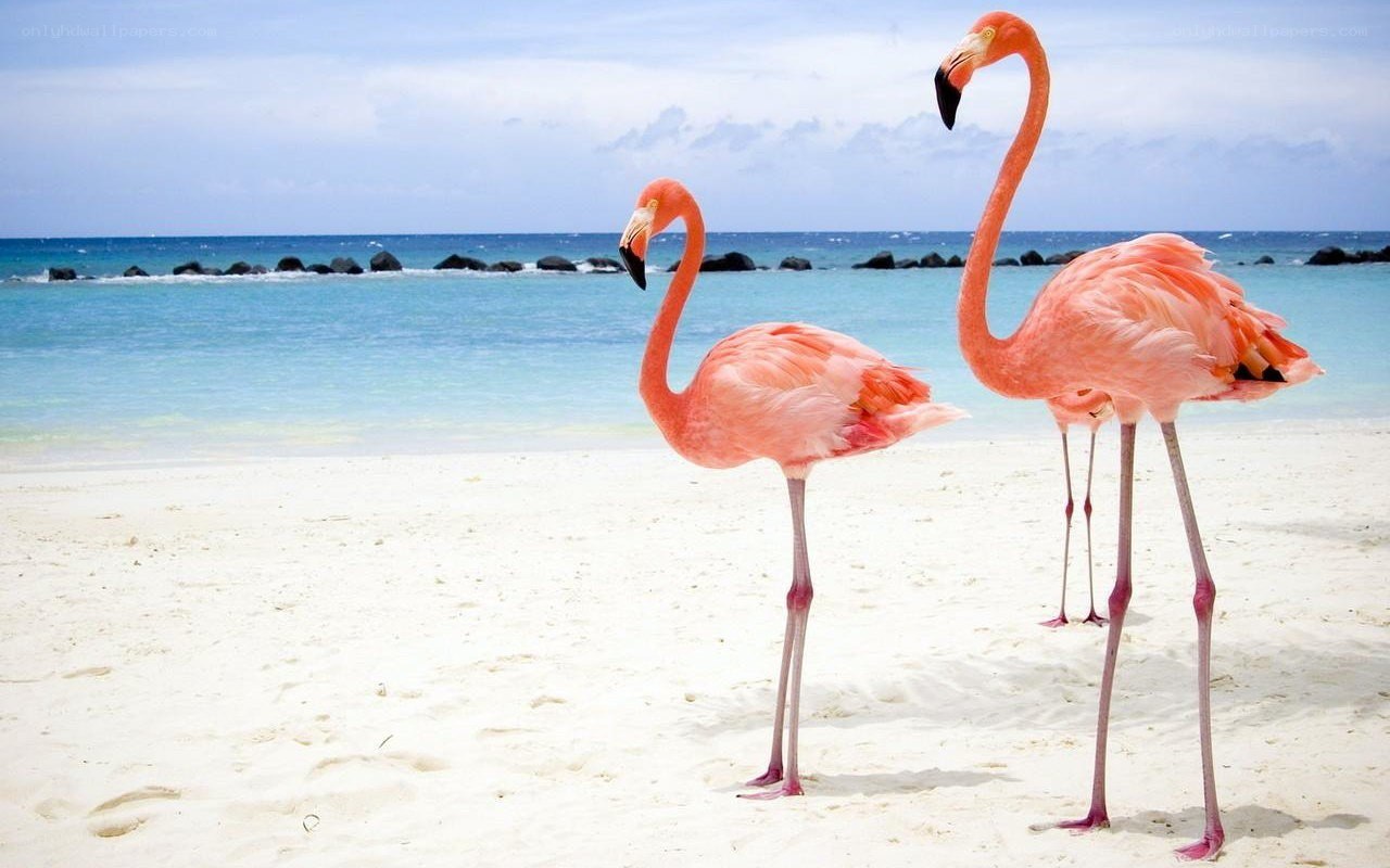Flamingos on a tropical beach