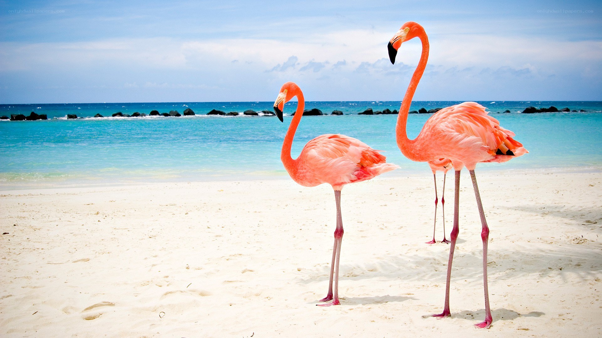 Flamingos on a tropical beach