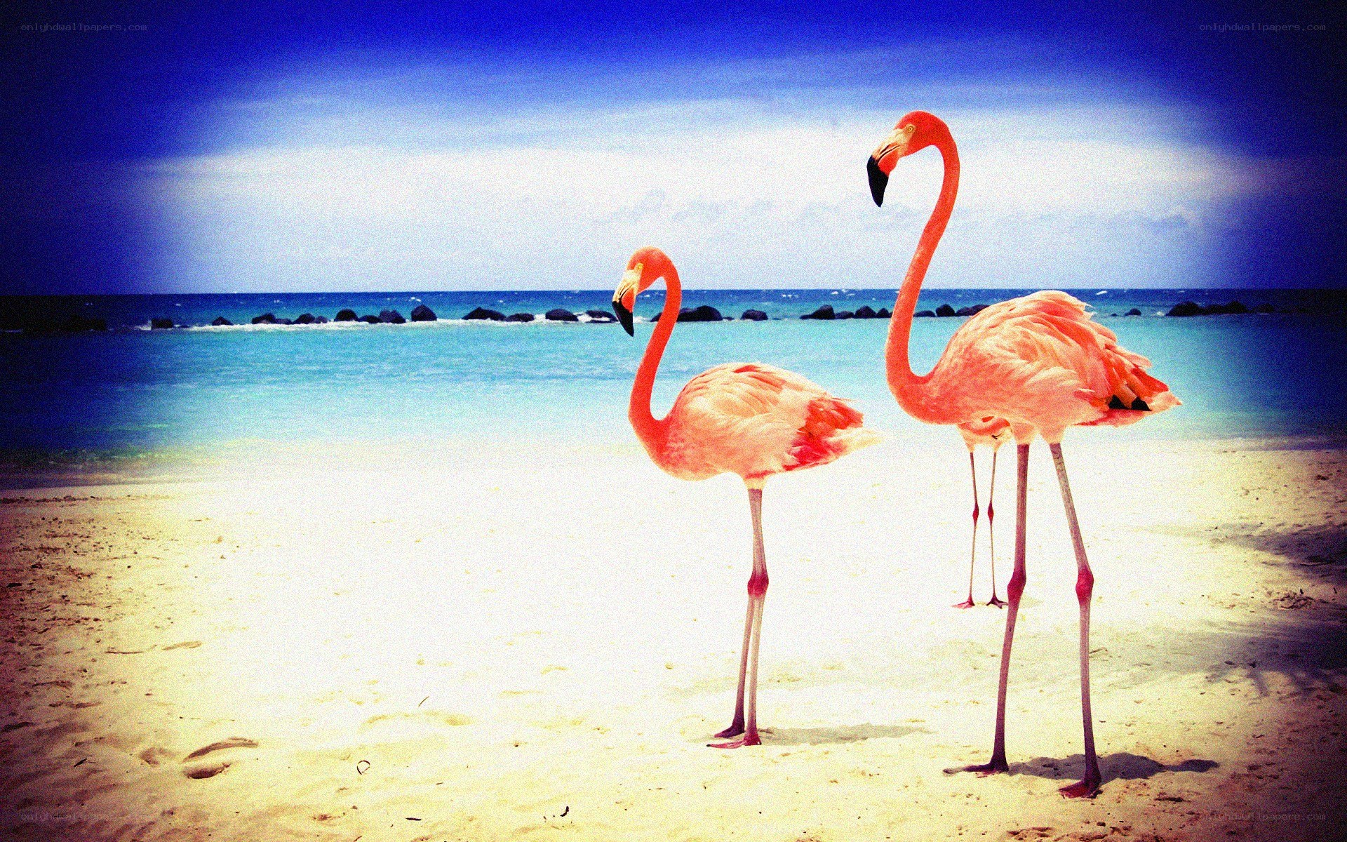 Flamingos on a tropical beach