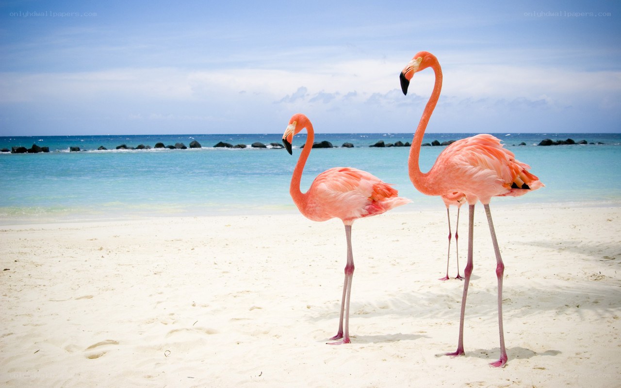 Flamingos on a tropical beach