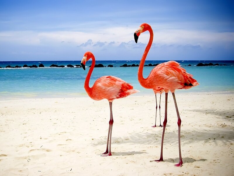 Flamingos on a tropical beach