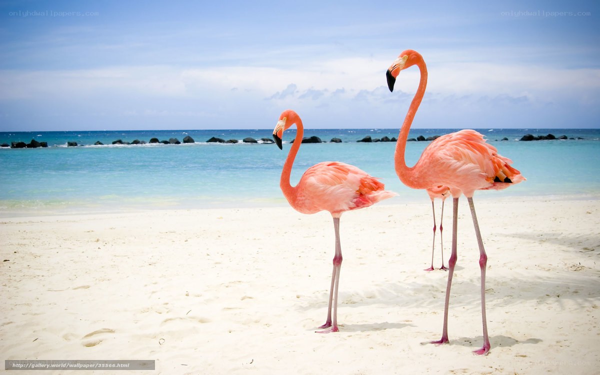 Flamingos on a tropical beach