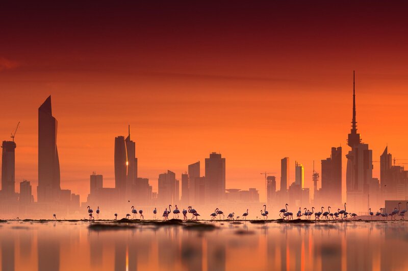 Flamingos on Shoreline