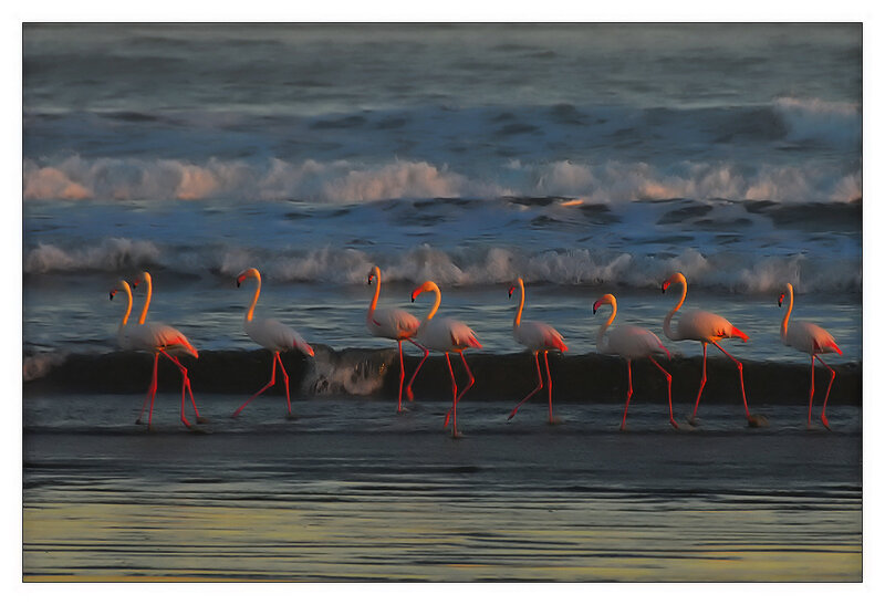 flamingos on the beach