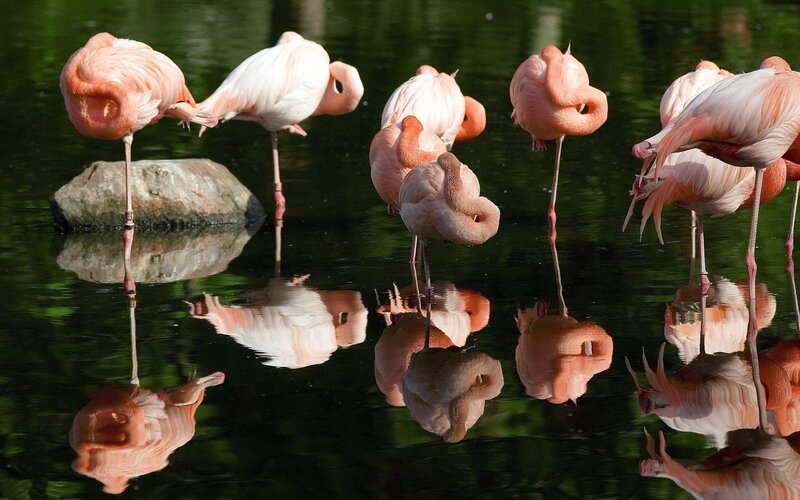 Flamingos resting in water