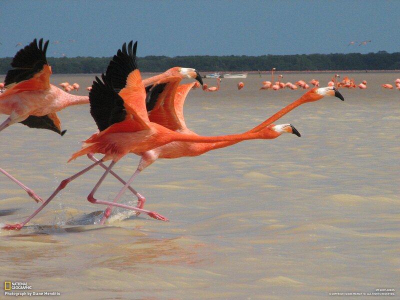 Flamingos running in shallow water