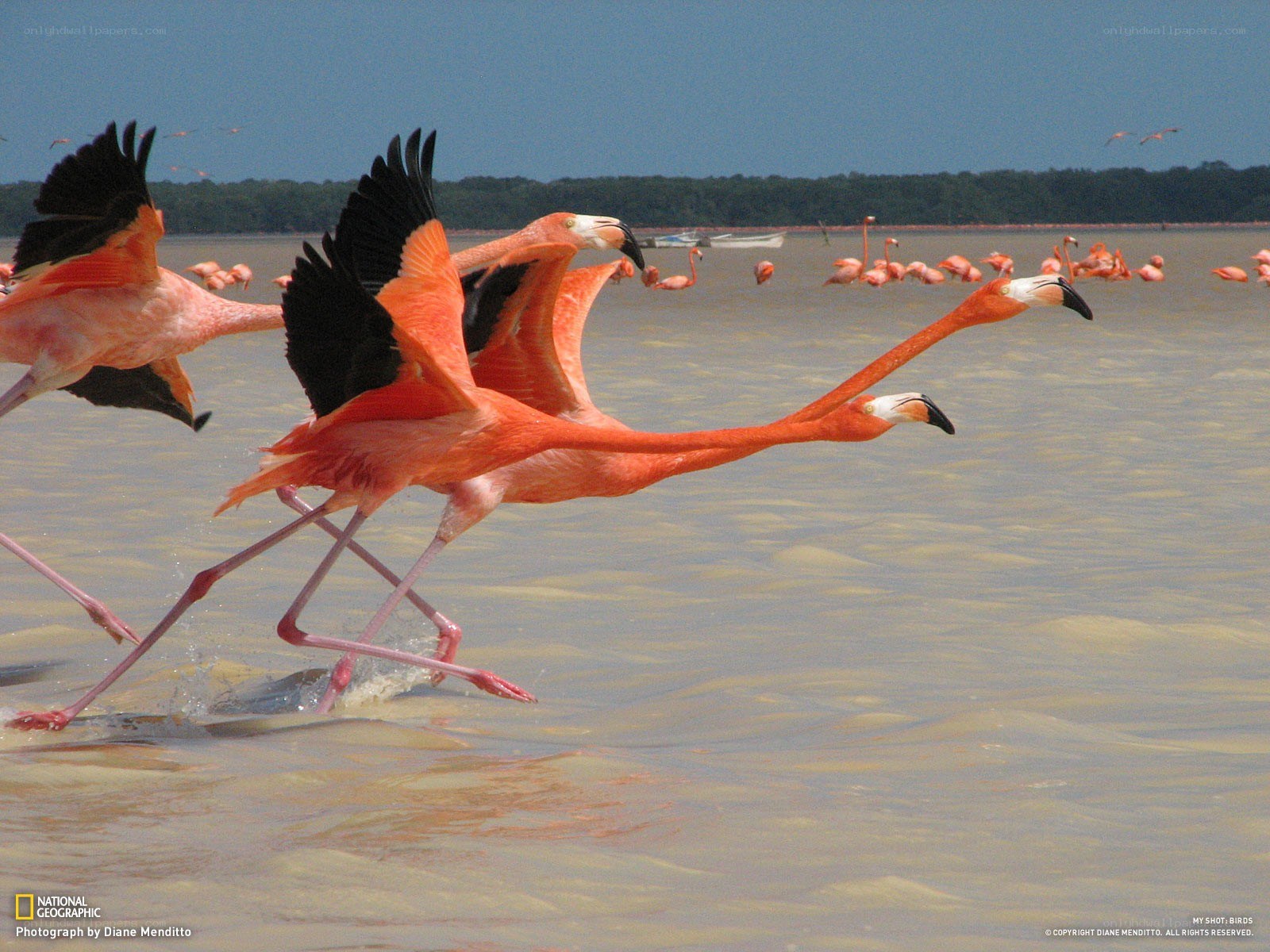 Flamingos running in shallow water