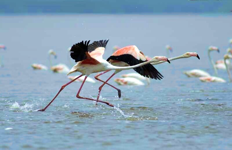 Flamingos running in water