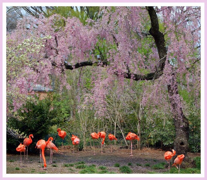 Flamingos under cherry blossoms