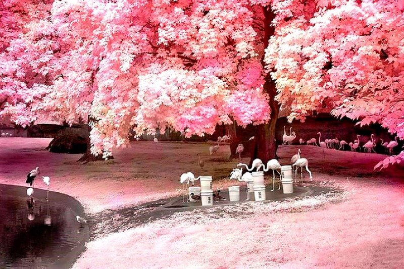 Flamingos under Pink Trees