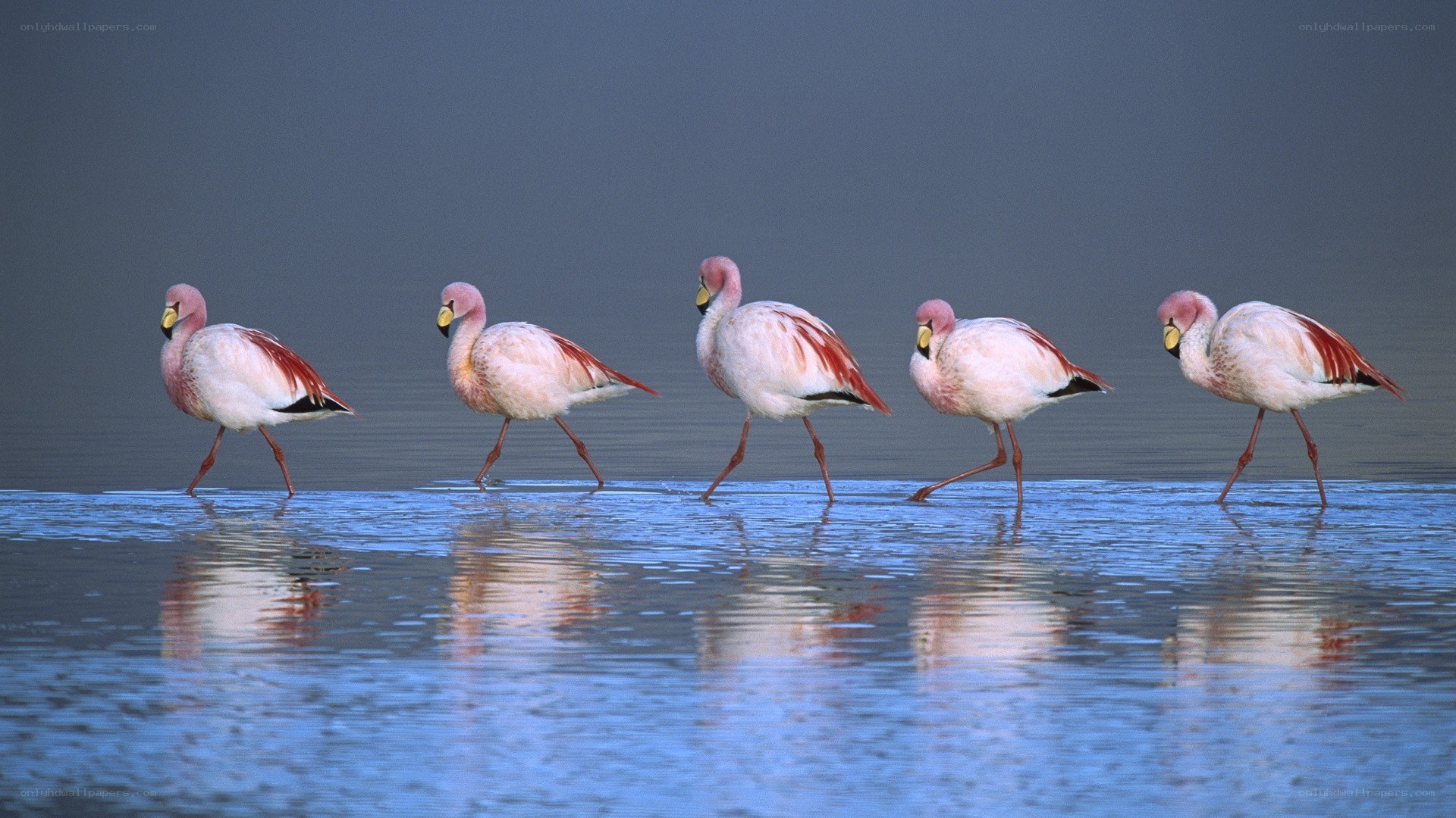 flamingos walking in water
