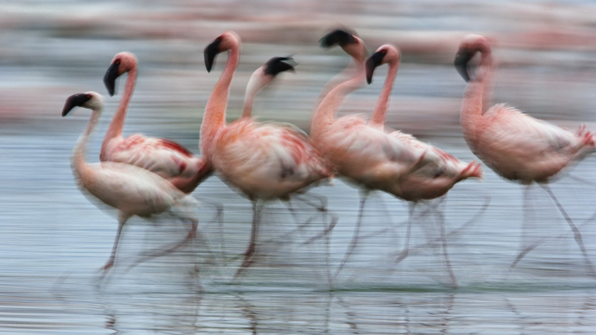 flamingos walking in water